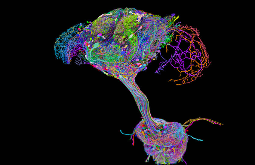Fruit fly brain